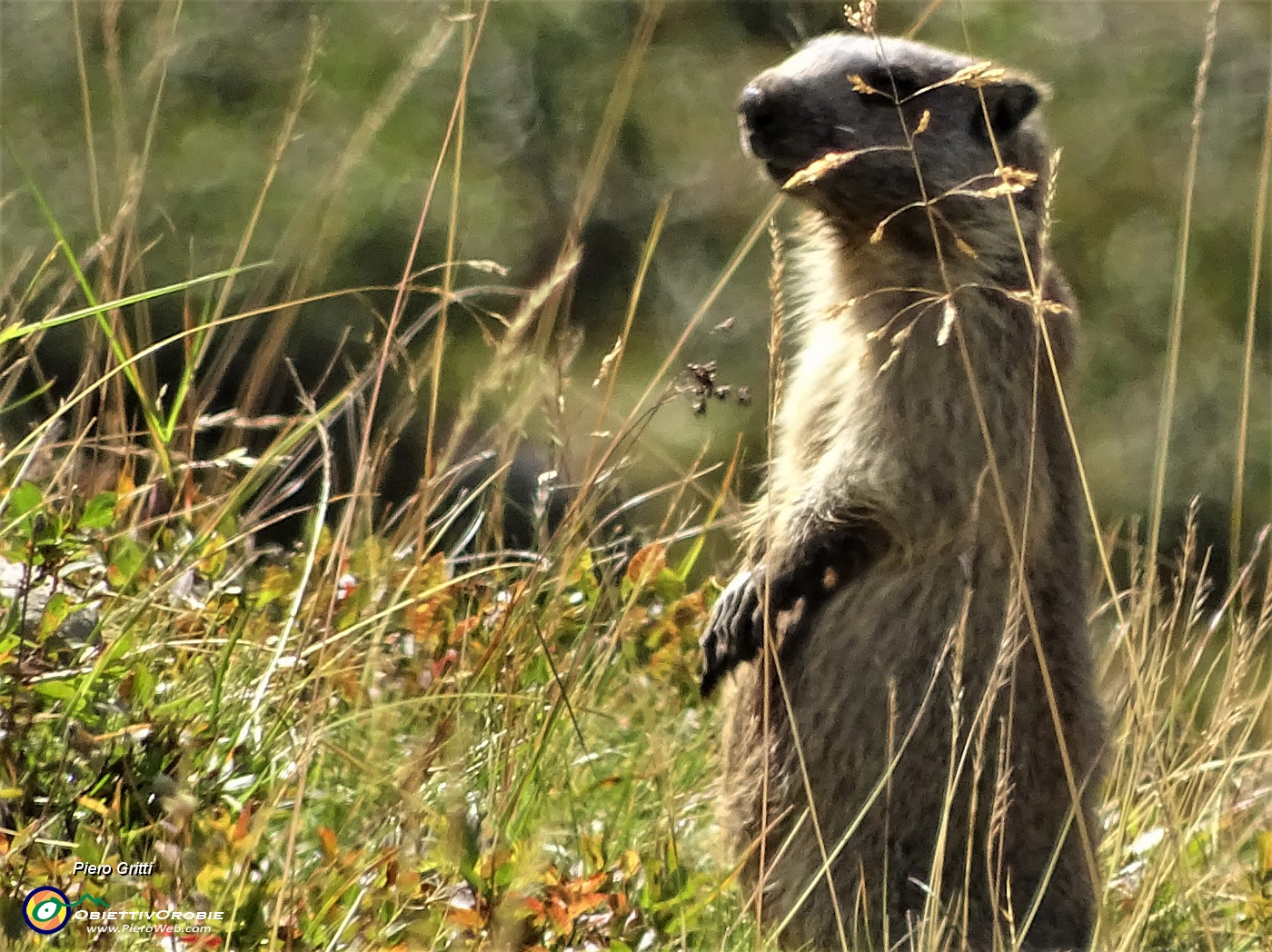 54 Marmotta in sentinella (allo zoom).JPG -                                